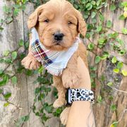 Double Doodle Puppies from Hansen Homestead Pups