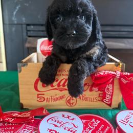 Tara - Black and tan female Cockapoo puppy in Holton, Indiana from MoonShine Babies