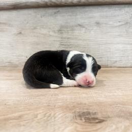 Dream (Fluffy) - Black and tan female Pembroke Welsh Corgi puppy in Pahrump, Nevada from Desert Sunset Pembroke Welsh Corgis