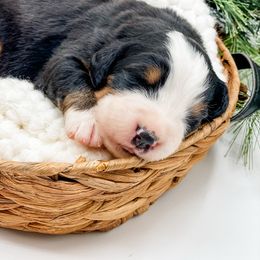 Spruce (White Collar) - Black rust and white female Bernese Mountain Dog puppy in Hudson, Indiana from TurkeyCreek-K9