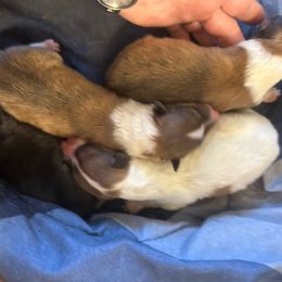 Philip - White male Collie puppy in Abilene, Texas from Regal Lassie's