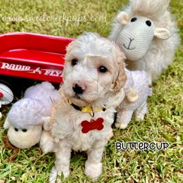 Buttercup - Fawn and white female Sheepadoodle puppy in Cambridge, Ohio from Sweet Creek Pups