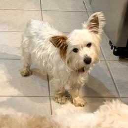 Dolly - Yorkshire Terrier