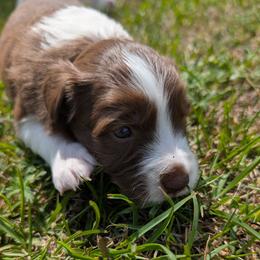Dakota - White and red female Border Collie puppy in Ashford, Alabama from Double4farms