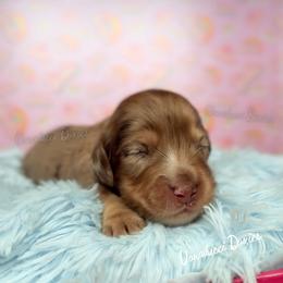 Alan - Dapple male Dachshund puppy in Chandler, Arizona from Vonaducci Doxies, LLC.