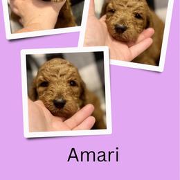 Amari - Red  female Goldendoodle puppy in Bluefield, Virginia from Love on a Leash