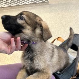 German Shepherd Puppies from Devon Rugerio's German Shepherds