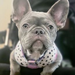 French Bulldogs from Calis Lineage