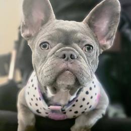 French Bulldogs from Calis Lineage
