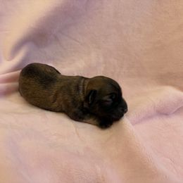 Estelle - Gold sable female Havana Silk Dog puppy in Marlboro, Vermont from Maplewood Silks