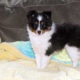 Rottweiler and Shetland Sheepdog Puppies from Mountain High Kennels