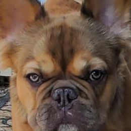 French Bulldogs from Team Relentless