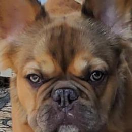 French Bulldogs from Team Relentless