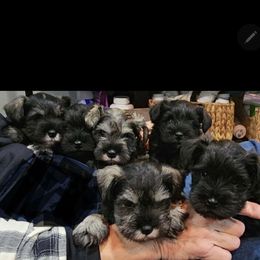 Miniature Schnauzer puppies from SkyHigh Kennels