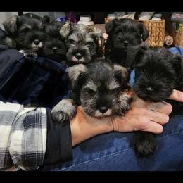 Miniature Schnauzer puppies from SkyHigh Kennels