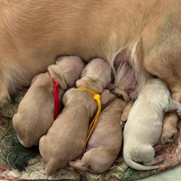 Extreme cream female pup - Cream female Dachshund puppy in Pace, Florida from Shoebox Doxie’s
