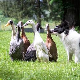 Border Collie Puppies from Fasstari Border Collies