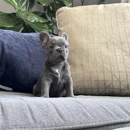 Blue Female - Blue female French Bulldog puppy in Bolingbrook, Illinois from Yara the Frenchie