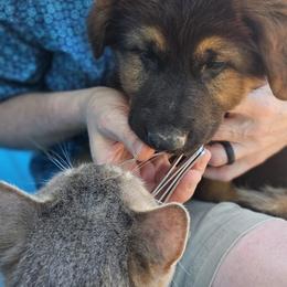 Wendy - Black and red German Shepherd puppy in Columbus, Indiana from Stony Lonesome GSD