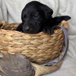 Chase - Black male Labrador Retriever puppy in Grants Pass, Oregon from KnR Antler Dogs ~ Labrador Retrievers & Corgis