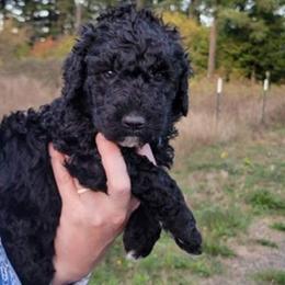 Aussiedoodle and Poodle Puppies from Aussiedoodles by Maggie