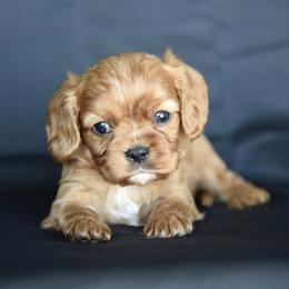 Boy 4 - Ruby male Cavalier King Charles Spaniel puppy in Lawton, Oklahoma from Lindsey’s Cavies