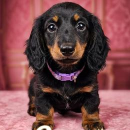 Lexi - Black and tan female Dachshund puppy in Austin, Texas from Glorious Minis