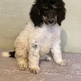 Poodle Puppies from Mozaic Standard Poodles