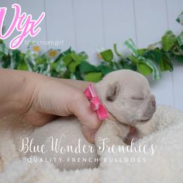 Nyx - White female French Bulldog puppy in Loxahatchee, Florida from Blue Wonder Frenchies