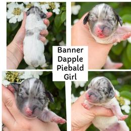 Banner - Dapple female Dachshund puppy in Paw Paw, Michigan from Mulberry Meadow Farms