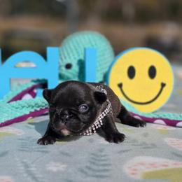 Betty Boop - Brindle female French Bulldog puppy in Polk City, Florida from Best Friend Frenchies, LLC