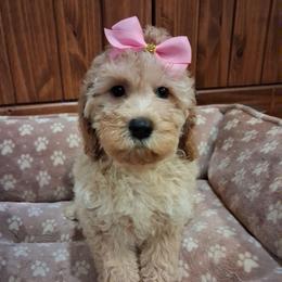 Etta - Cream female Aussiedoodle puppy in Mena, Arkansas from Ouachita River Cockapoos