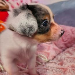Faith - Blue merle female Chihuahua puppy in Bandera, Texas from Pup Cakes