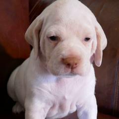 Girl 1 - Braque du Bourbonnais puppy in Lincoln, Nebraska from Rufnit Kennels, LLC