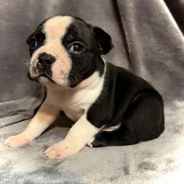 Boston Terrier Puppies from Kelly Homeyer