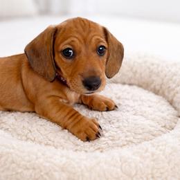 Maple - AKC - Red female Dachshund puppy in Pinellas Park, Florida from Chait Miniature Dachshunds