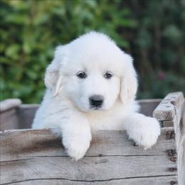 Lilac - White female Great Pyrenees puppy in Yakima, Washington from Naches Heights Ranch