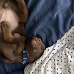 Dilute Retriever and Labrador Retriever Puppies from Clear Creek Kennels