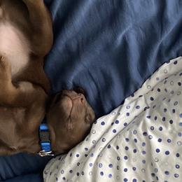Dilute Retriever and Labrador Retriever Puppies from Clear Creek Kennels
