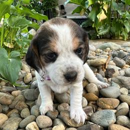 Uno (was 1st born) - Black white and tan female Beagle puppy in Sacramento, California from Alton Beagles