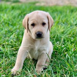 Barley - Yellow male Labrador Retriever puppy in Winnemucca, Nevada from Oakley's Mountain View Kennel