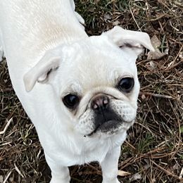 Mazi - Pug