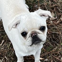 Mazi - Pug