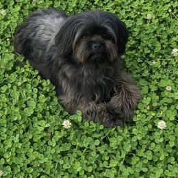 Baron - Shih Tzu