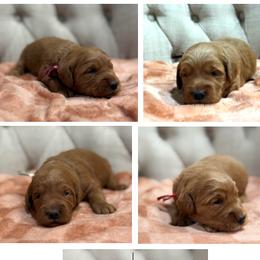 Girl 2 Selection - Red  female Goldendoodle puppy in Pleasant Hill, Iowa from Harvest Creek