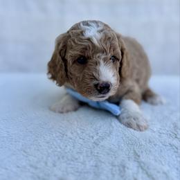 Cider - Apricot male Goldendoodle puppy in Rio Linda, California from Plush Doodles