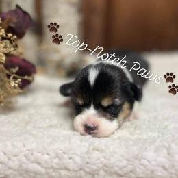 Pembroke Welsh Corgi Puppies from Top-Notch Paws