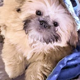 Shih tzu Dynastys Jiale Weitong - Sable and white male Shih Tzu puppy in Kingsland, Georgia from Shih-tzu Dynasty