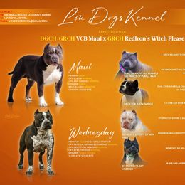 American Bully puppies from LouDogs Kennel