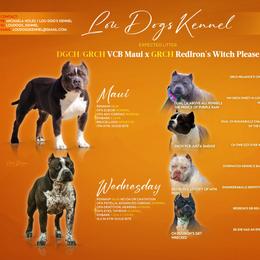 American Bully puppies from LouDogs Kennel